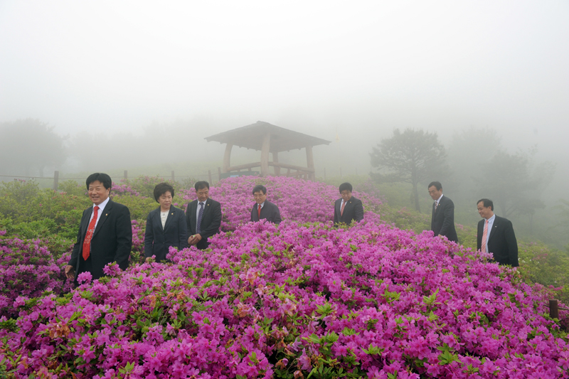 백양산 철쭉 군락지 현장방문 2번째